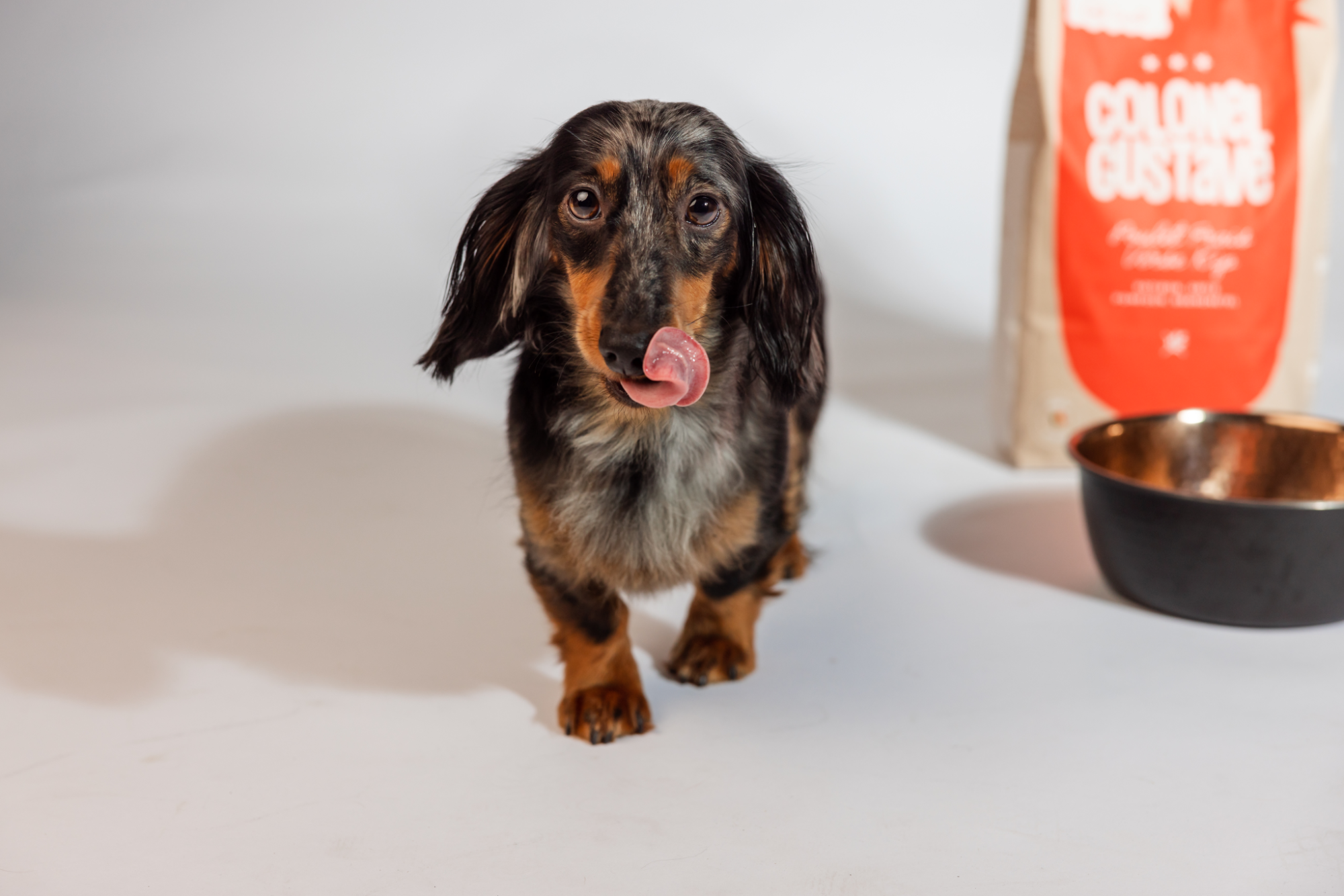 Chien qui a faim _ Croquettes Colonel Gustave