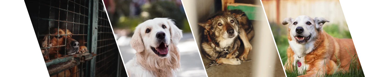 Honden adopties