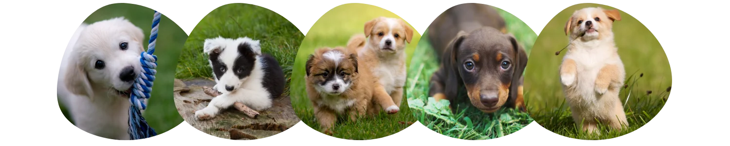 Chiots adoption