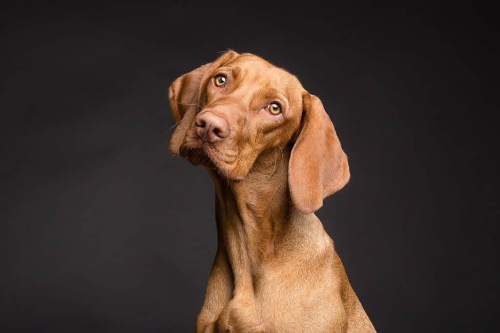 chien croquettes sans céréales