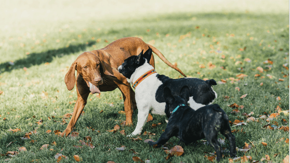 Puppy of volwassen hond?