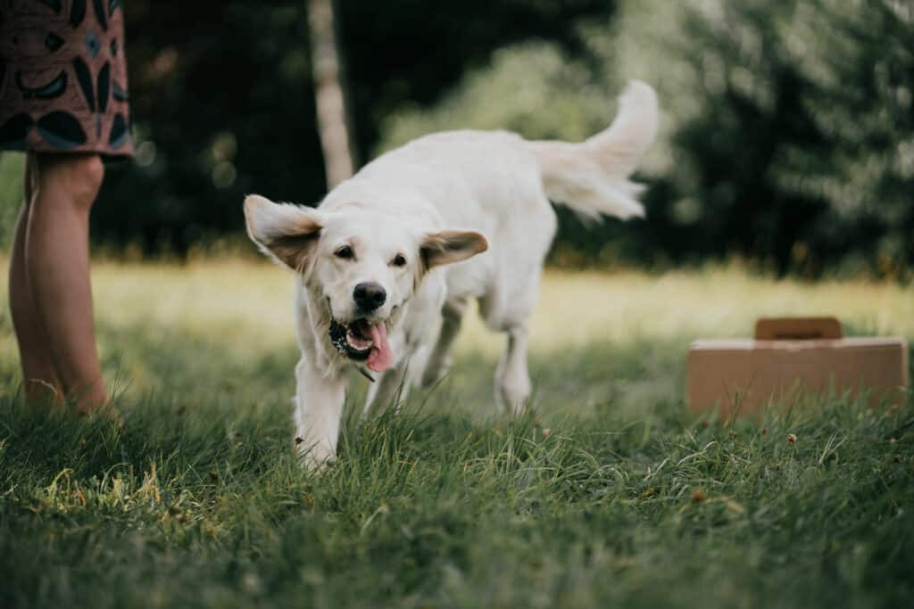 Recept voor evenwichtige brokken voor volwassen honden