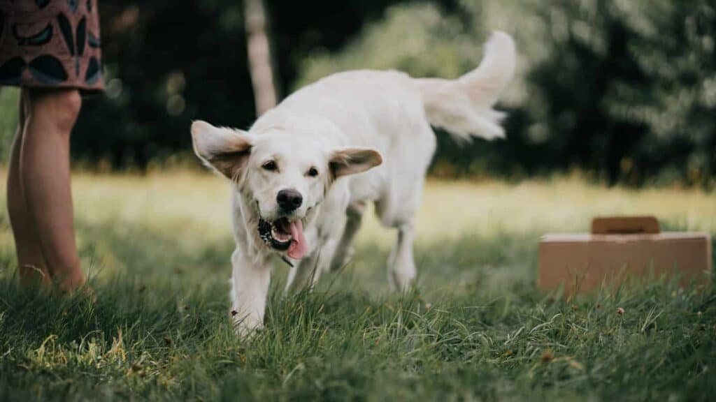 Recette de croquettes équilibrées pour chien adulte