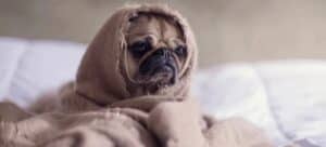 sad dog in a blanket