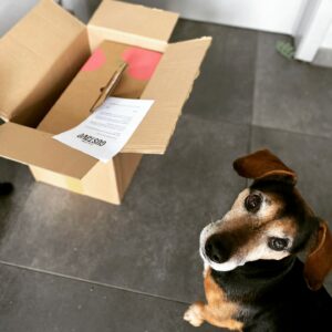 Petit chien qui reçoit ses croquettes