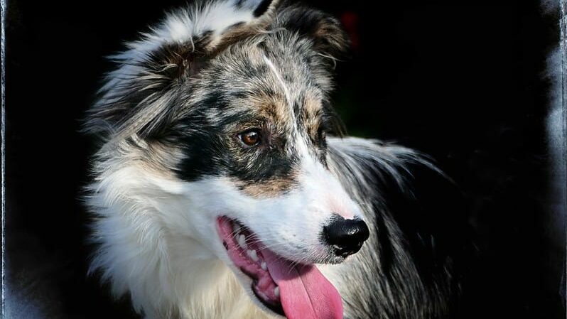 border collie