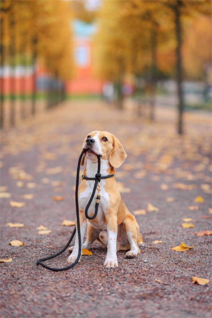 Onze top 10 Belgische wandelingen om met uw hond te verkennen