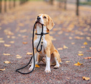 Chien qui tient sa laisse en gueule pour partir en promenade