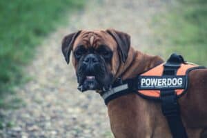 Chien Boxer avec un harnais