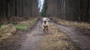 chien promenade