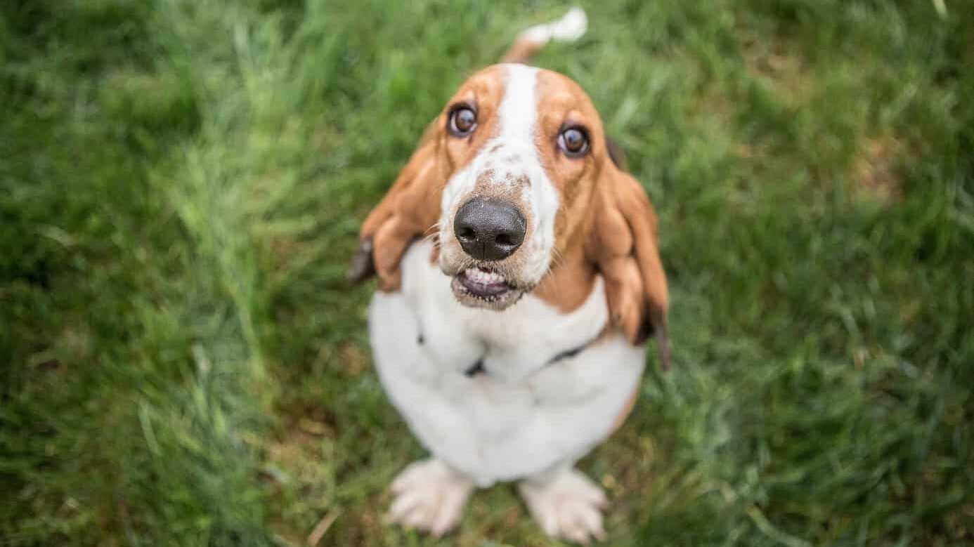 Basset Hound assis