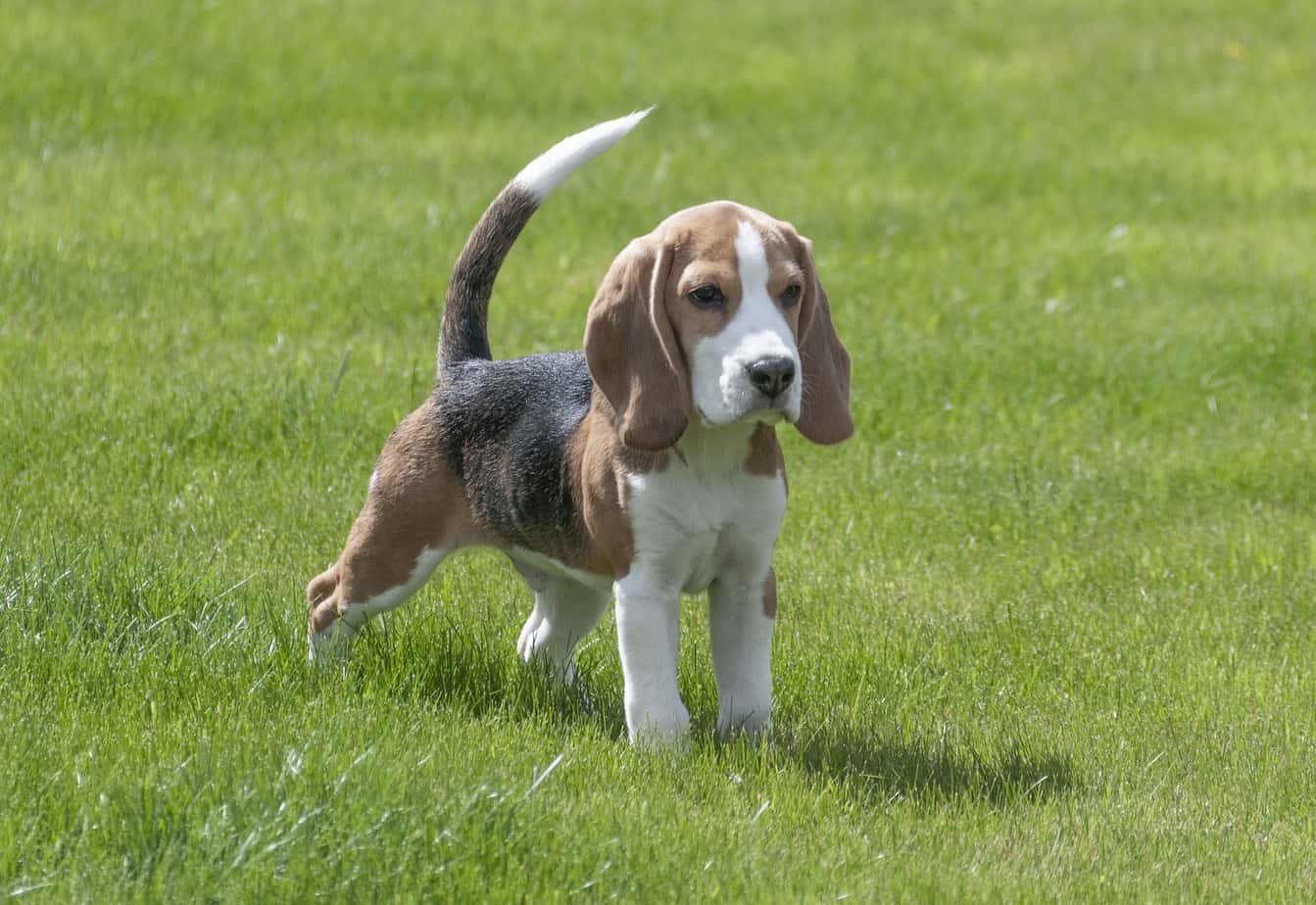 chiot beagle