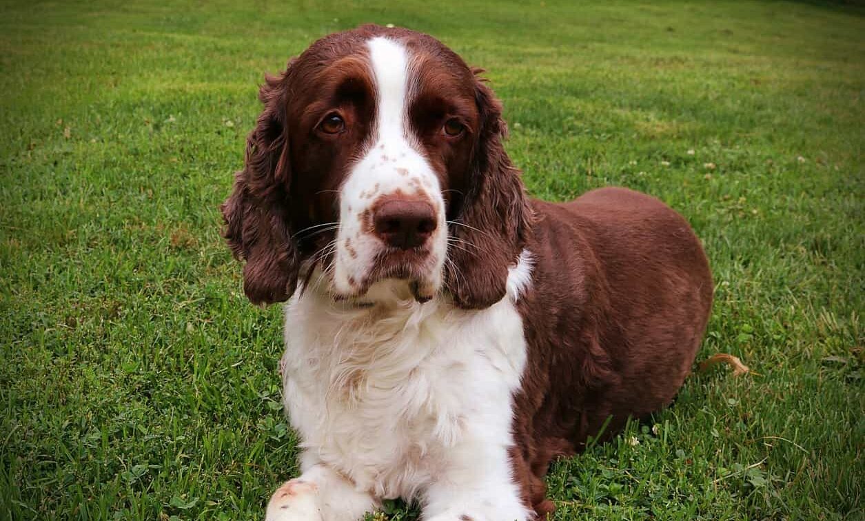 Springer spaniel couché