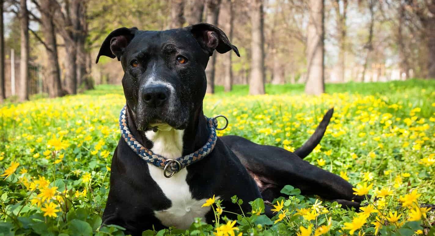 chien couché printemps