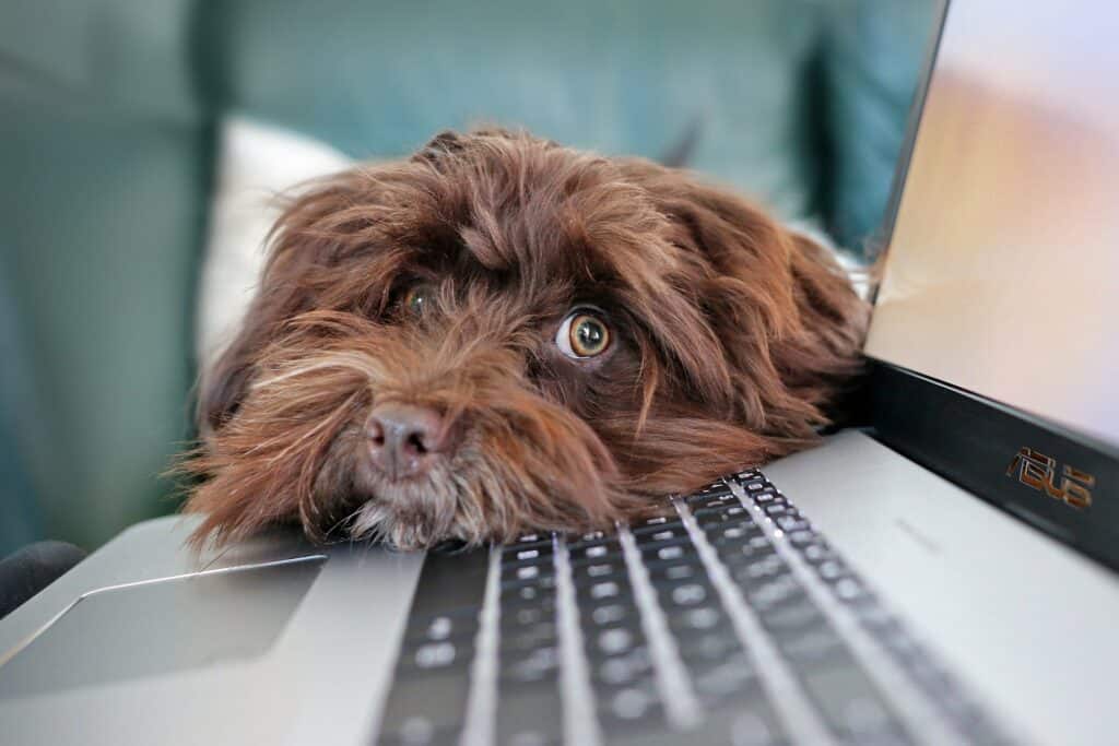 Telewerken met je hond? Colonel Gustave’s nuttige adviezen