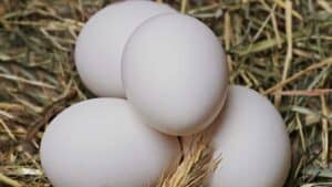 boerderij eieren is een giftige voeding voor honden