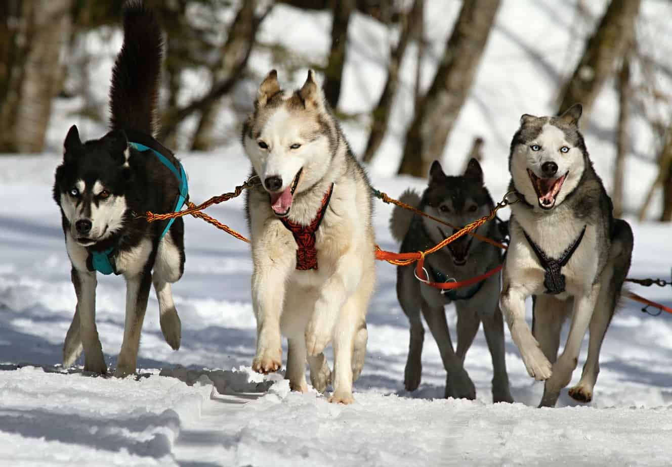 husky qui tire un traineau