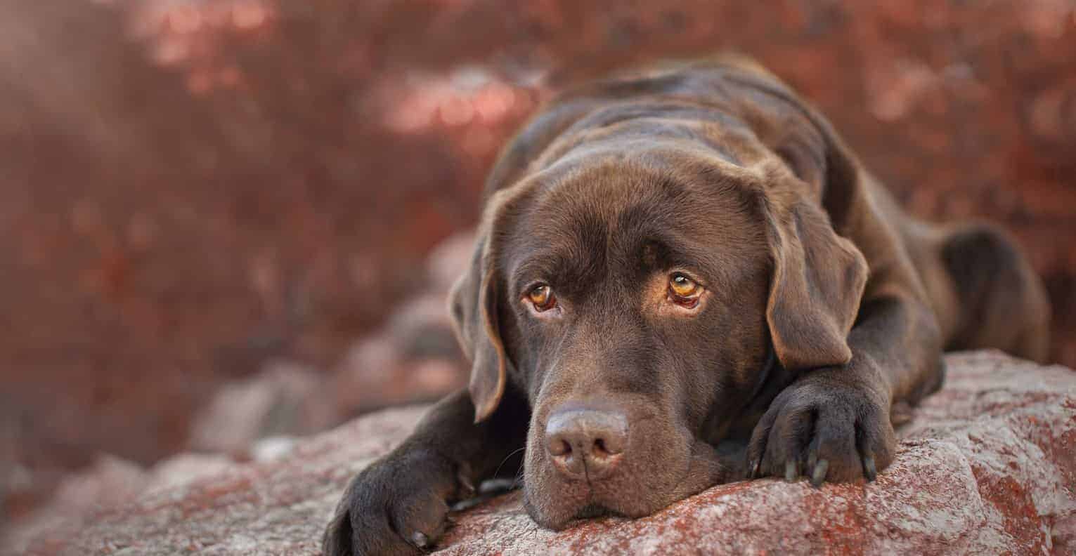 Labrador tête posée