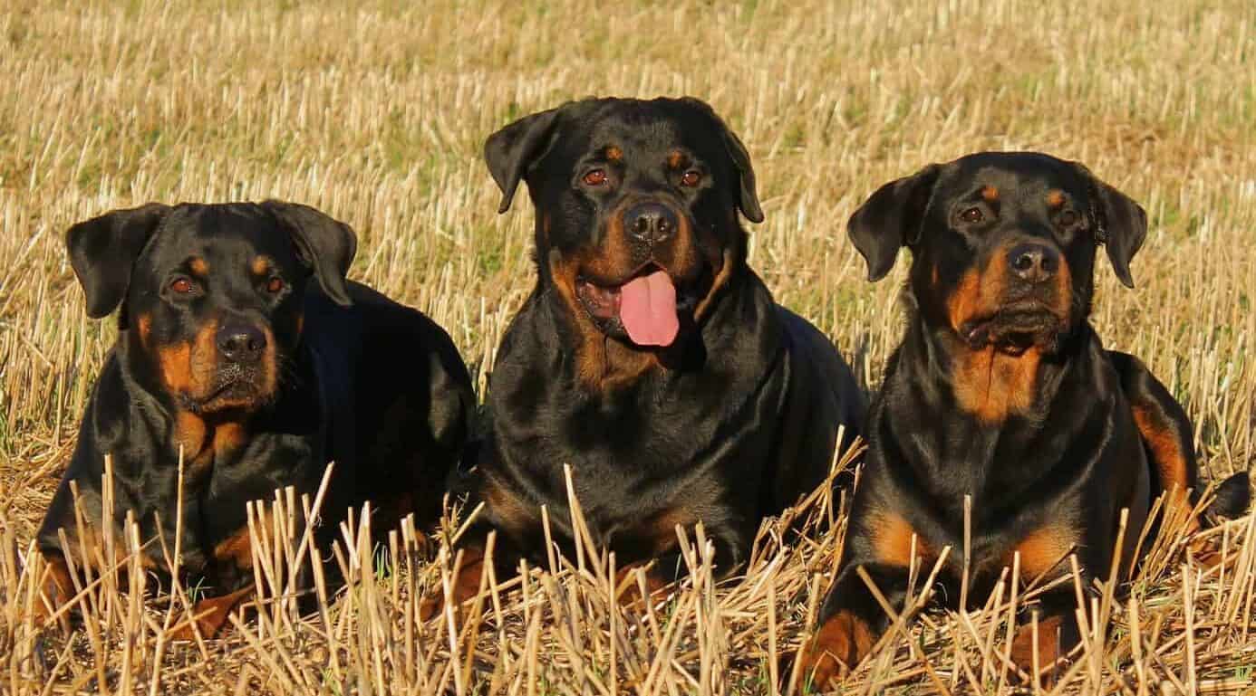 Rottweilers dans un champ fauché