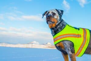 chien gilet de sécurité