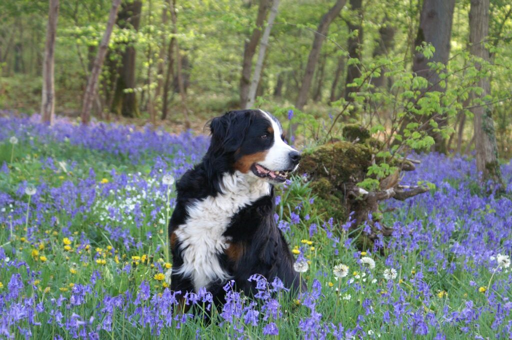 Is de lente een gevaar voor mijn hond? Redenen