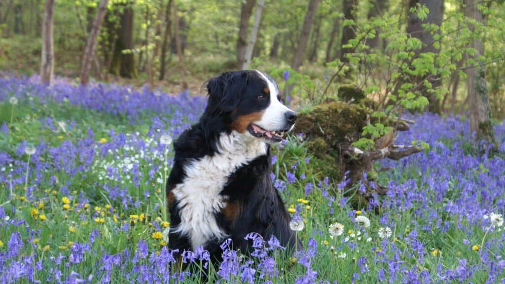 Le printemps un danger pour mon chien? Raisons