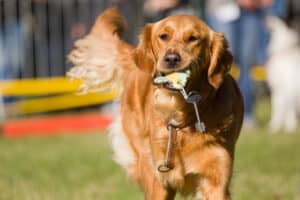 chien guide qui rapporte des clés