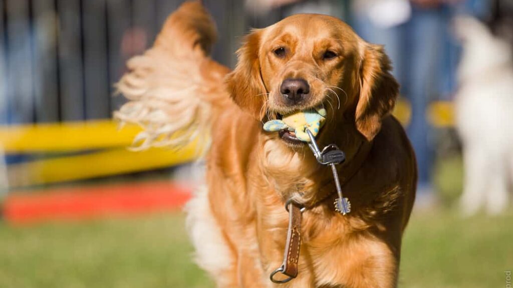 Les chiens guides, comment ça marche ?