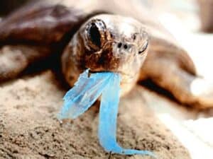 tortue avec plastique en bouche