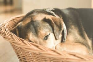 chien dans son panier