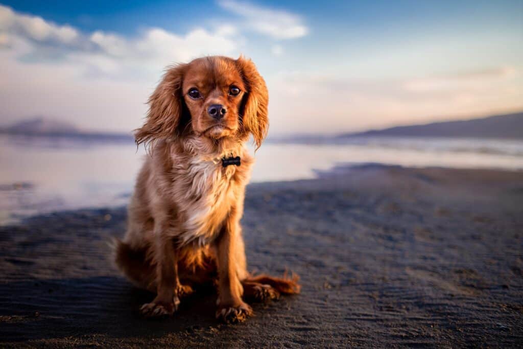 Ontdek de 4 beste Belgische stranden om met je hond te wandelen