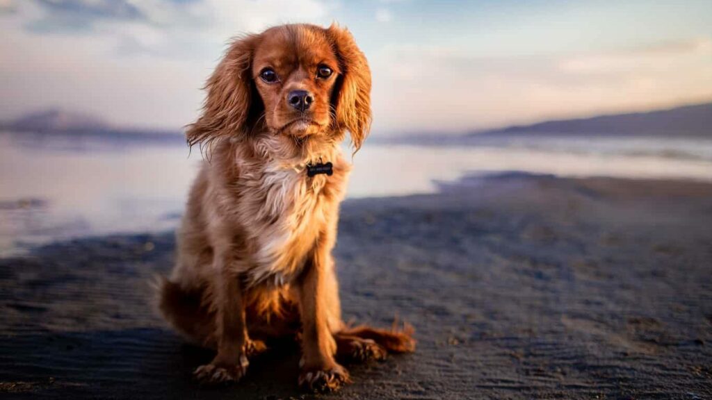 Découvrez les 4 meilleures plages belges pour se balader avec son chien