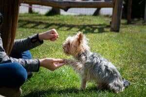 hond die zijn baasje een poot geeft