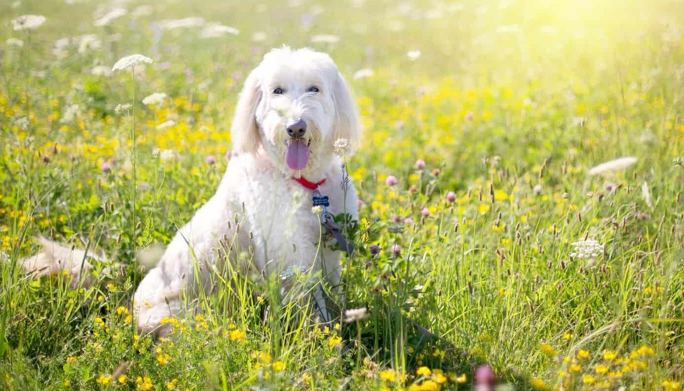 caniche dans un champs