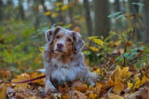 hond in de bossen