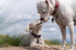 twee honden