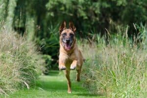 Duitse herdershond loopt