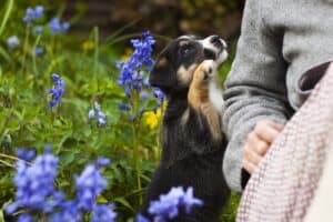 puppy bloemen