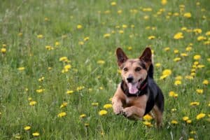 chien en prairie