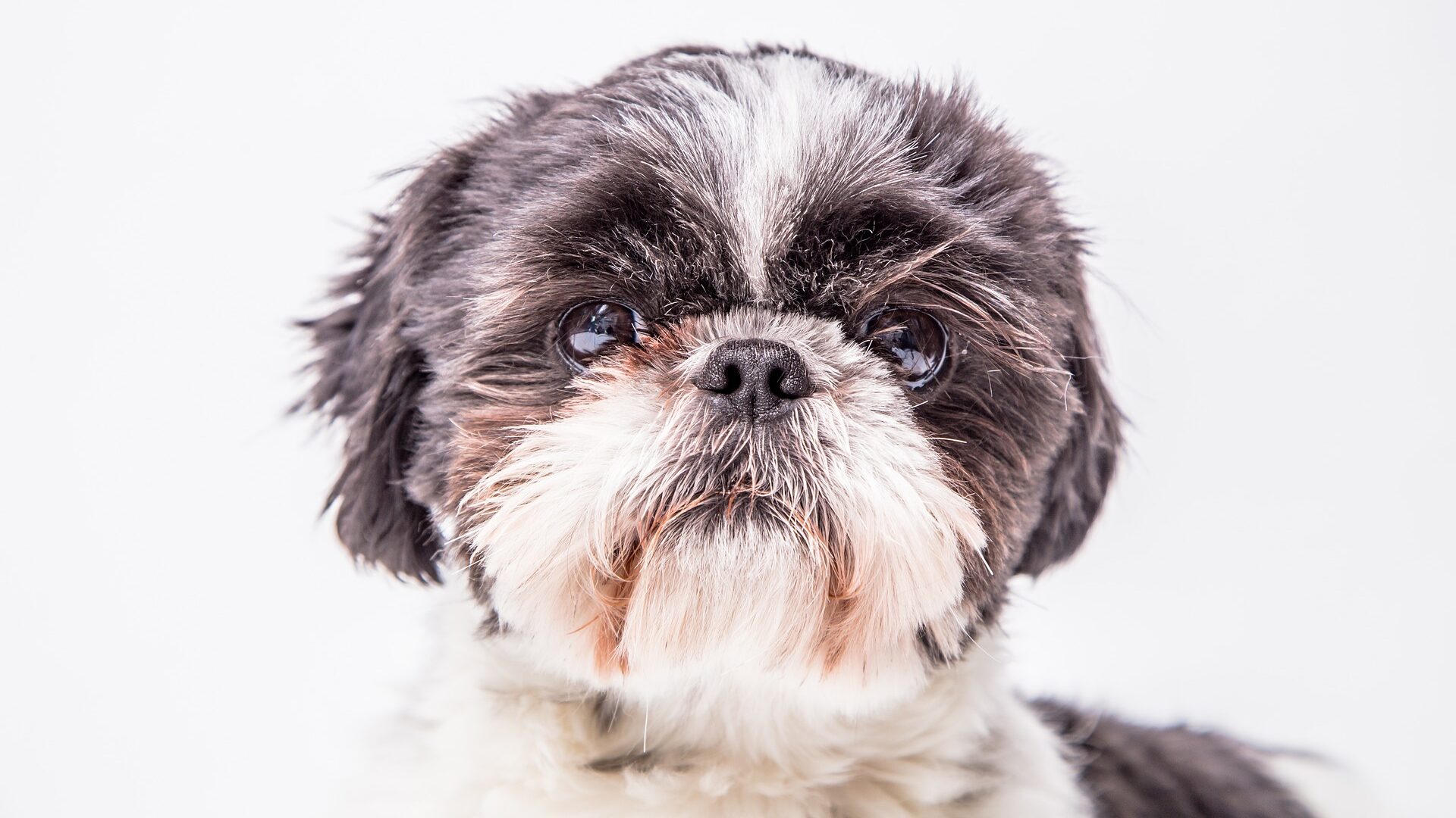 tête de shih tzu