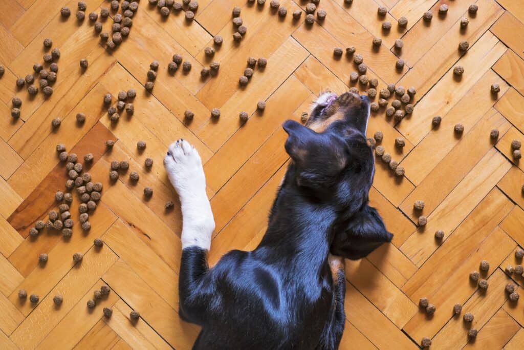 chien croquettes