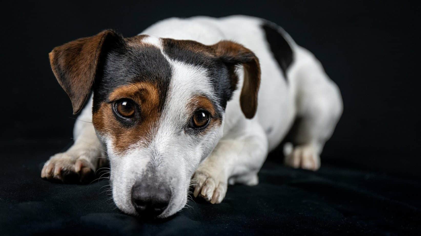 Jack Russell