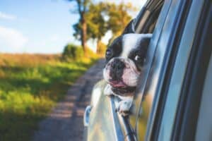 chien voiture