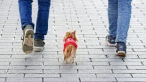 hond wandeling