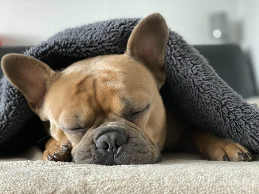 Snurken bij honden