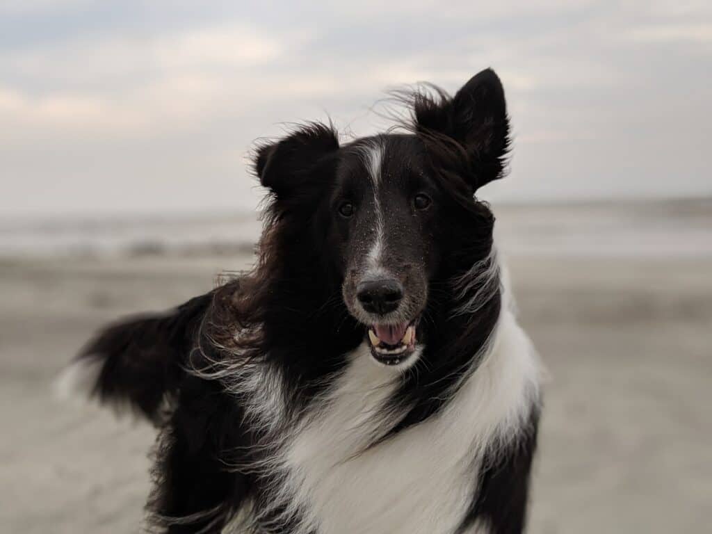 Wat doe je met je hond tijdens de vakantie?