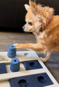 Hond speelt met educatief spel