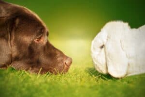 Chien qui est avec un lapin