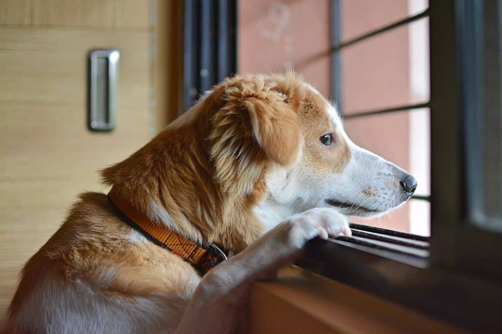 Je hond leren alleen te blijven in 3 stappen.