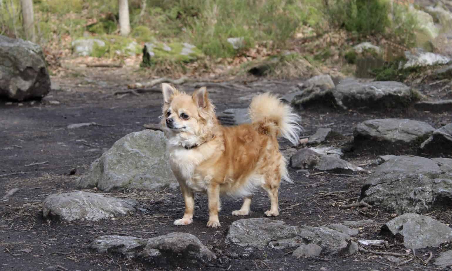 Chihuahua balade sans laisse